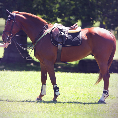 Equistreech